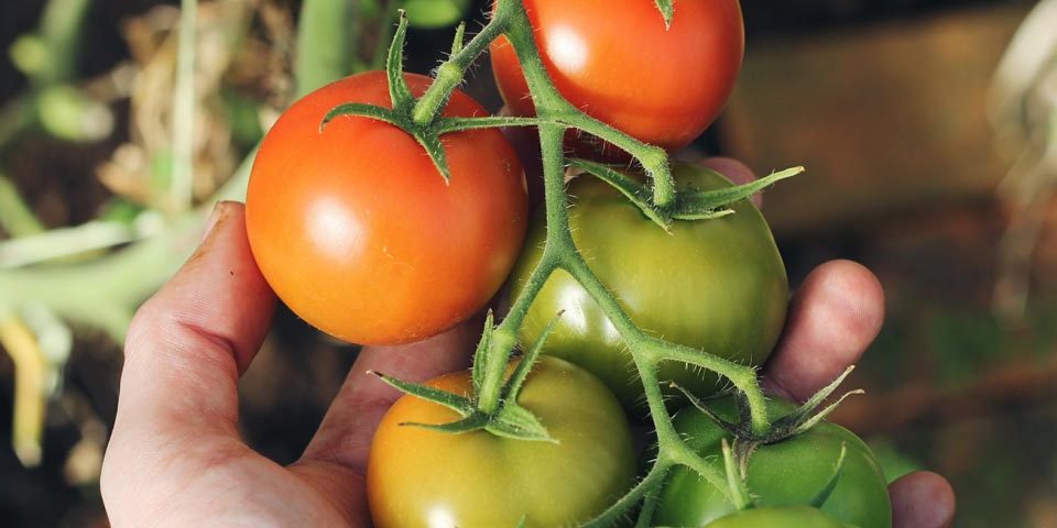 OGM y nuevas técnicas de selección vegetal