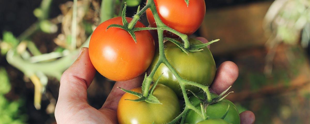 OGM y nuevas técnicas de selección vegetal