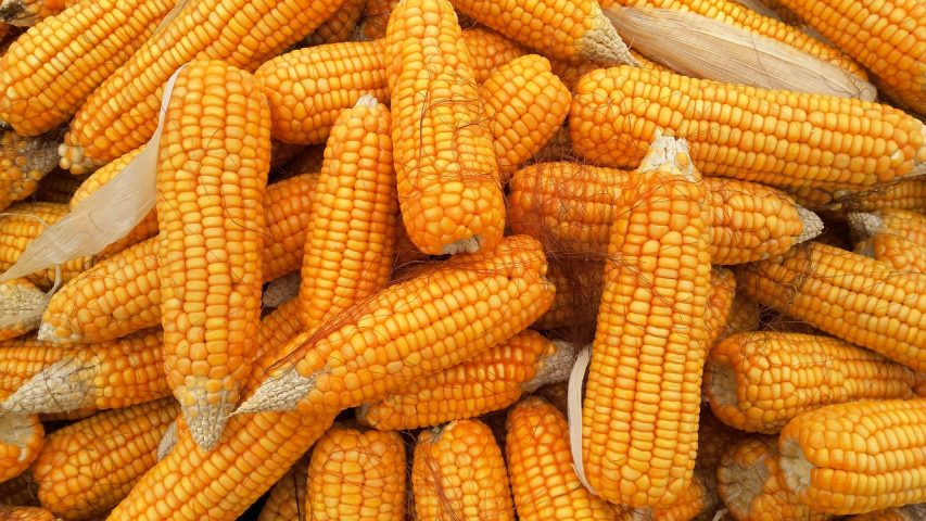 dati aggiornati sulla produzione di mais nel mondo