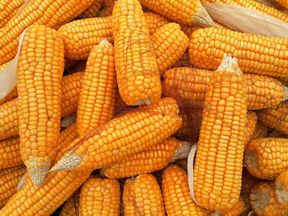 dati aggiornati sulla produzione di mais nel mondo