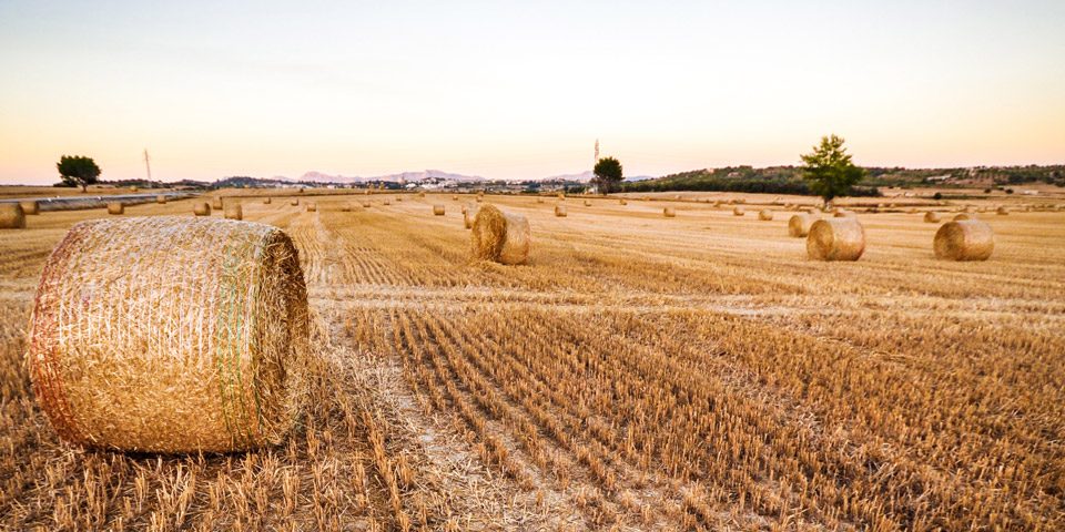 produzione cereali nel mondo