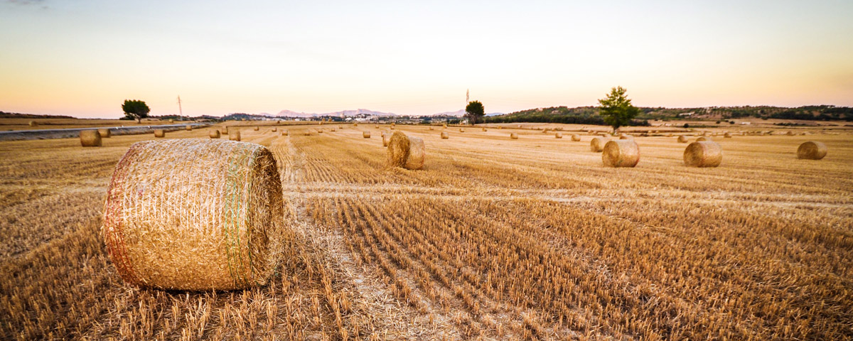 produzione cereali nel mondo