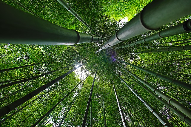 nuove colture agricole bambu